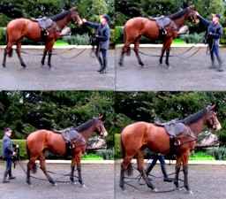 Horse Starting